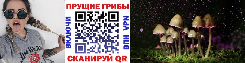 продажа наркотиков  Курильск  Галлюциногенные грибы Psilocybe 